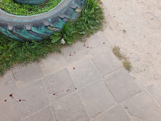 В Гаврилово-Посадском районе застрелили безнадзорную собаку, которую любили дети